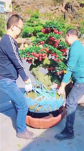 What Happens When You Repot a 100-Year-Old Persimmon Bonsai? #bonsai #fruitbonsai