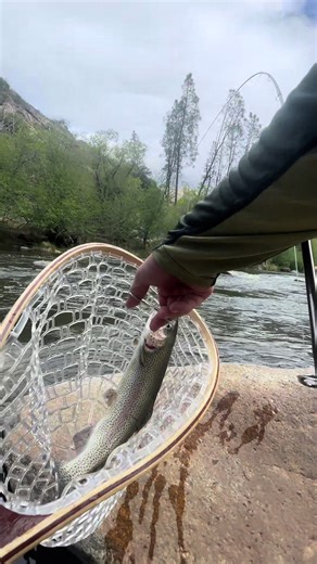 Trout Fishing Techniques for Beginners