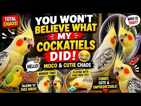 Funny Cockatiel Moments That Will Make You Laugh 😂🐦 (Mirror & Talking Birds!)