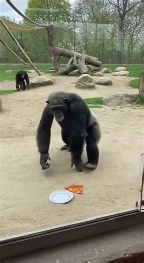What Happens When a Chimp Steals Pizza From a Child?