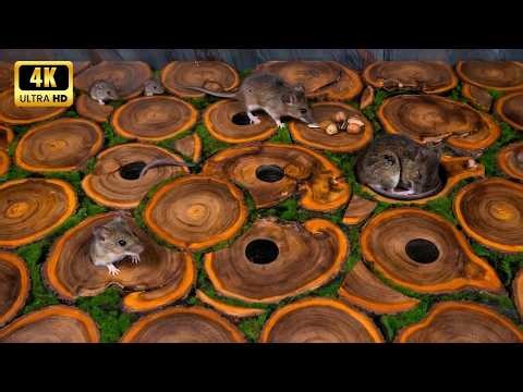 CAT TV MOUSE 🐭 Sneaky Mode – Real Mice Hide & Seek • Tunnel Crawl • Corner Peek! 😺 | 3 Hours 4K60FPS