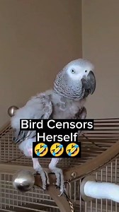 #birds #parrots #talkingparrot #pets #animals #funnybird #funny #talkingbird #cosmothefunnyparrot #petsofinstagram #petstagram #bird #parrot #funnyanimals | cosmothefunnyparrot