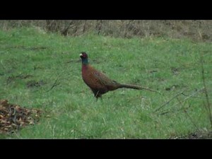 Common Pheasant (Phasianus colchicus) / Fasan
