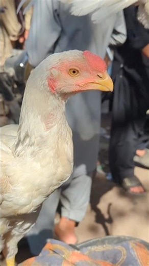 parrot peak Aseel Murga market video #birdsmarket #parrotpeak #aseel #rooster