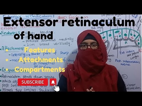 Extensor retinaculum of hand | features attachments compartments | upper limb anatomy