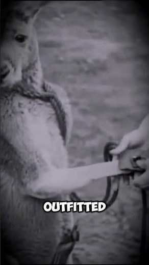 🥊 Kangaroo Boxing?! Wild Circus Act from the 1900s!