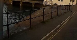 The pictures that appear to show a penguin spotted in Cornwall