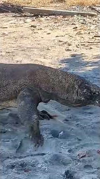 The Most Terrifying Lizard on Earth 😳