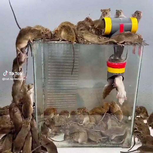 #mice #micetrap #fyp #mousetrap #foryoupage #rats #foryou