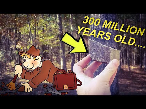 We Found 300-Million-Year-Old Fossils—Here’s What They Reveal