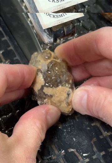 Discovering Fossilized Agatized Gastropods with Geode Pockets