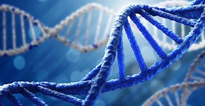 Des forces hydrophobes maintiennent en place la structure de notre ADN