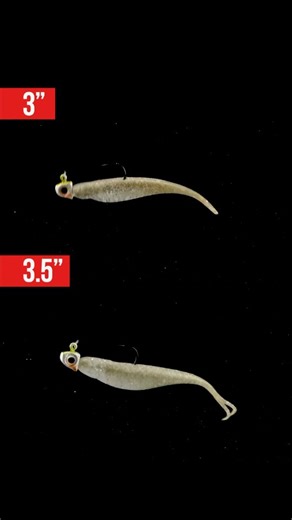 The 3" Scented Jerk ShadZ has officially arrived on the scene. This compact baitfish imitation is the newest and smallest addition to the Jerk ShadZ family, offering a noticeably slimmed-down profile compared to the 3.5". Which size are you throwing this winter? #ScentedJerkShadZ #JerkShadZ #ZMan #ElaZtech #BassFishing | Z-Man Fishing Products