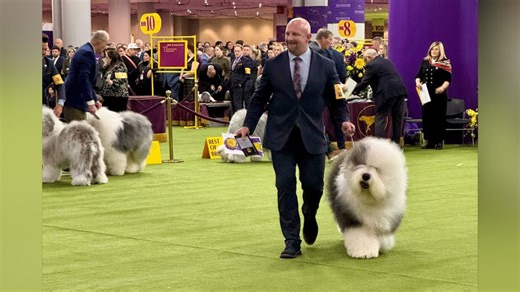 Colorado Springs sheepdog wins Westminster herding group, heads to Best in Show