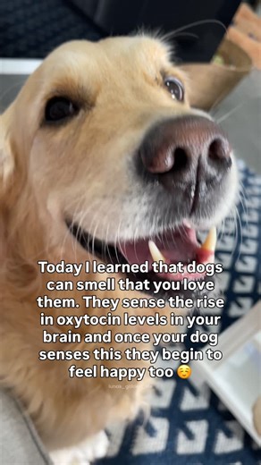LUNA & LENNY | Golden Retrievers on Instagram: "I really hope this is true and Luna knows I love her to the moon and back 🥹 When we feel love, comfort, or connection with our dogs, our brains release a hormone called oxytocin, often called the “love hormone.” Dogs are incredibly sensitive to human scent, so they can pick up on subtle chemical changes in our bodies, including those linked to oxytocin release. When your dog senses this shift, it helps them feel safe, calm, and happy too. That’s w