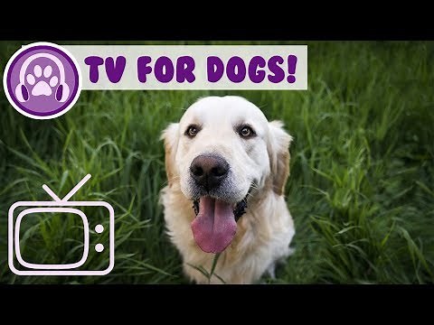 How to Calm My Dog with TV! TV for Dogs to Watch!