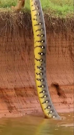 Lion's Struggle with Anaconda: A Battle of Survival #LionVsAnaconda #WildlifeDrama #NatureClash