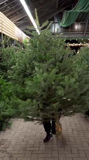 Oh Tannenbaum, oh Tannenbaum…🎶🌲 #christmas #tree #fyp #foryou