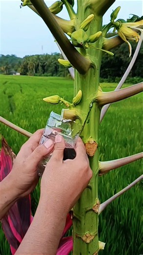 Parece que están dañando el árbol… pero están creando uno nuevo #shorts #agricultura
