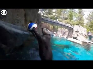 Sea otter slam dunks basketball at Oregon Zoo