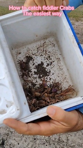 1.9K views · 38 reactions | How to catch fiddler CRABS the easiest way #fishing #fyp #fishonchannel #viral #beach #howto | Fish On Channel | Facebook