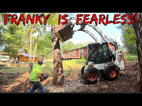 PULLING OVER a TALL tree with a Truck & Skid steer.