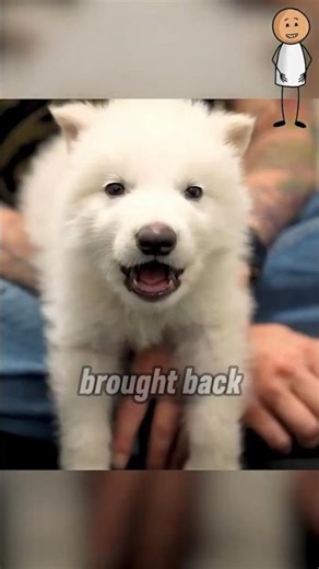 How The Dire Wolf Was Brought Back From Extinction #facts #scienceknowledge #sciencefacts