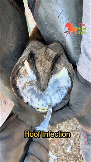 82K views · 575 reactions | The Hidden Signs of Hoof Infection Every Owner Misses #horseowners #farrierwork #farrierlife #equinehealth #equinelife #hoofcare | The Hoof Info | Facebook