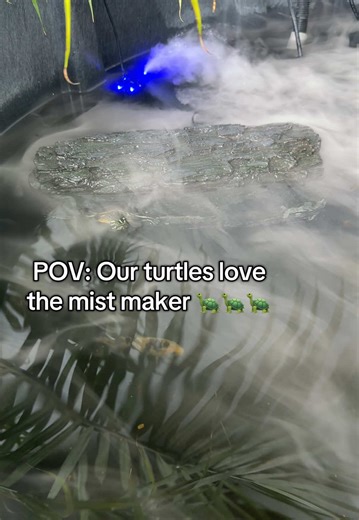 This mist maker is for aquariums or ponds. Our turtles love it!!! #turtle #turtlepond #turtlesoftiktok #mist #tiktokshopcreatorpicks