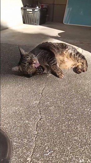 cat video 自宅に来た猫の動画 20251114 004■音声あり 縦画面 まろん、食後は陽のあたる場所で横になって毛づくろい。 #cat #ネコ #ねこ