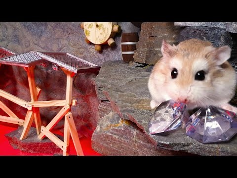 Epic JUNGLE MAZE TEMPLE adventures with MAJOR HAMSTER - Cute & funny pet hamster stories