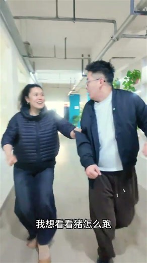 Pig Run Obsession: Never Eaten Pork, Now Witnessing Joyful Herd Funny Office Boss Livestoc