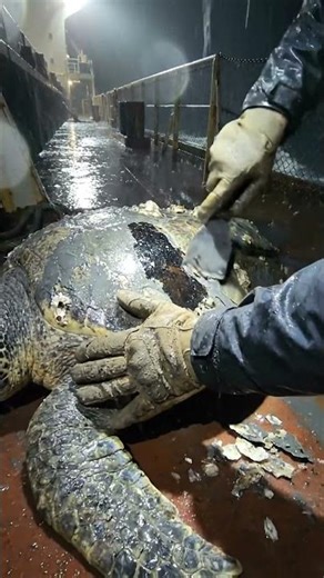 Save Turtle From Barnacles #ai