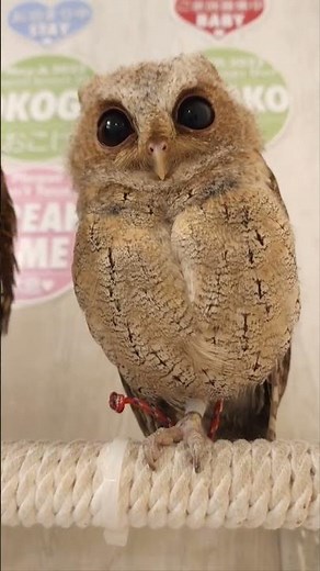 【フクロウ】耳を澄ましてみて。赤ちゃんフクロウの可愛い鳴き声が聞こえるよ。