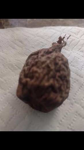 4.6K views · 21 reactions | Voila piment de guinea 2 | Fatim TV | Facebook