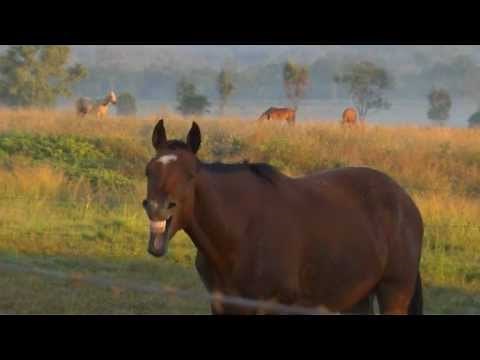 SCREAMING HORSE!