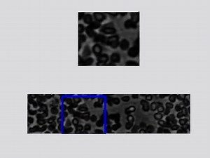 File:Statistical-Dynamics-of-Flowing-Red-Blood-Cells-by-Morphological-Image-Processing-pcbi.1000288.s008.ogv - Wikimedia Commons