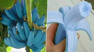 Blue Java Bananas: Did You Know About the Blue-Coloured Bananas That Taste like Vanilla Ice-Cream? From Its Nutritional Value to Recipes, Everything You Need to Know | 👍 LatestLY