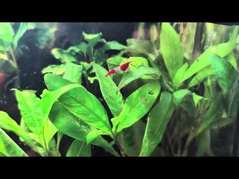 Beta Splendens Alien Green Plakat/Hybrid