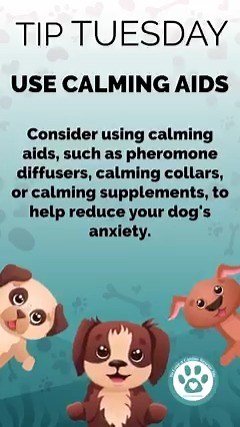 Calm those nerves 🐾💆‍♂️: Help reduce your dog's anxiety with calming aids like pheromone diffusers and calming collars. #PetAnxiety #CalmingAids | To Love a Canine Rescue