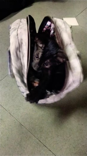 Baby find new home 🐈 viral cat #cat #catlove #catvideo #trending #viral #shorts