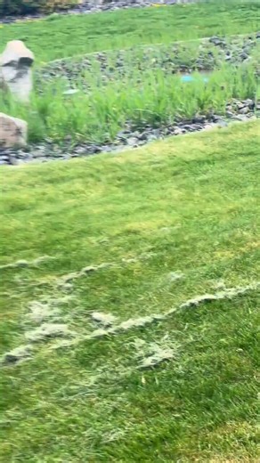 We have a mental health crisis. My 70+yr old neighbor whose driveway runs along side my farm (technically on my property in spots) lost her mind one day and was filmed acting like she was going to run over my guard dogs inside my fence. She was backing up and charging the fence line honking her horn. Bee guy filmed the crazy bitch for us. Police were called. No trespassing orders issued. Survey done. T-posts driven with bail twine between them to keep her off. Trail cams installed. She tried to