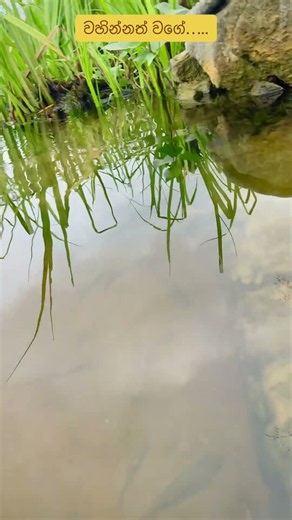 Nature with 💚☘️🐟 bovitiya mal Lyrics Video #fyp #fypシ #nature #lyrics #lyricsvideo #srilanka