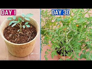 GROW PLANTS FASTER USING COCO COIR POTS & AIR PRUNING PRINCIPLE | Gardening Tips