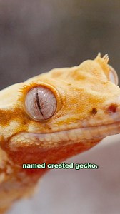 🦎 Did you know August 14, 2025 is #WorldLizardDay? We did, and we’re using this as the PERFECT time to introduce you to some of our most amazing reptile residents here at Liberty Science Center! 💚 In this video, you’ll meet a few of our scaly superstars, but this is just a small sample of the incredible animals we care for at the Center. There’s so much more to explore on your next visit! ✨ 🌿 👇 Which lizard is YOUR favorite?? | Liberty Science Center