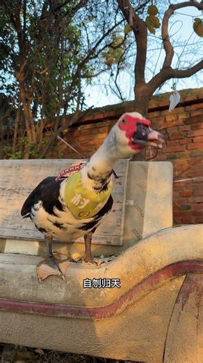 Why do Muscovy ducks quarrel so much But it s quite fun.#The confusing behavior of animals