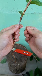 Root-graft is an alternatif solution when the rootstock from seed is limited. Most suitable for potted plant, bonsay and mini garden collection. #fblifestyle #experimentalgrafting #grafting #graftingtechnique #graftingplant | Grafting Techniques