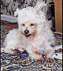 Hydrogen Peroxide to Whiten Dog Fur Safely - FunDogFitness.com