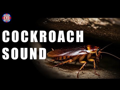 COCKROACH SOUND - ANIMAL SOUNDS - Sound Effects