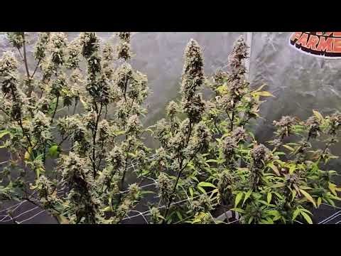 Growpeaceful Autoflower | Season 3 Ep 6